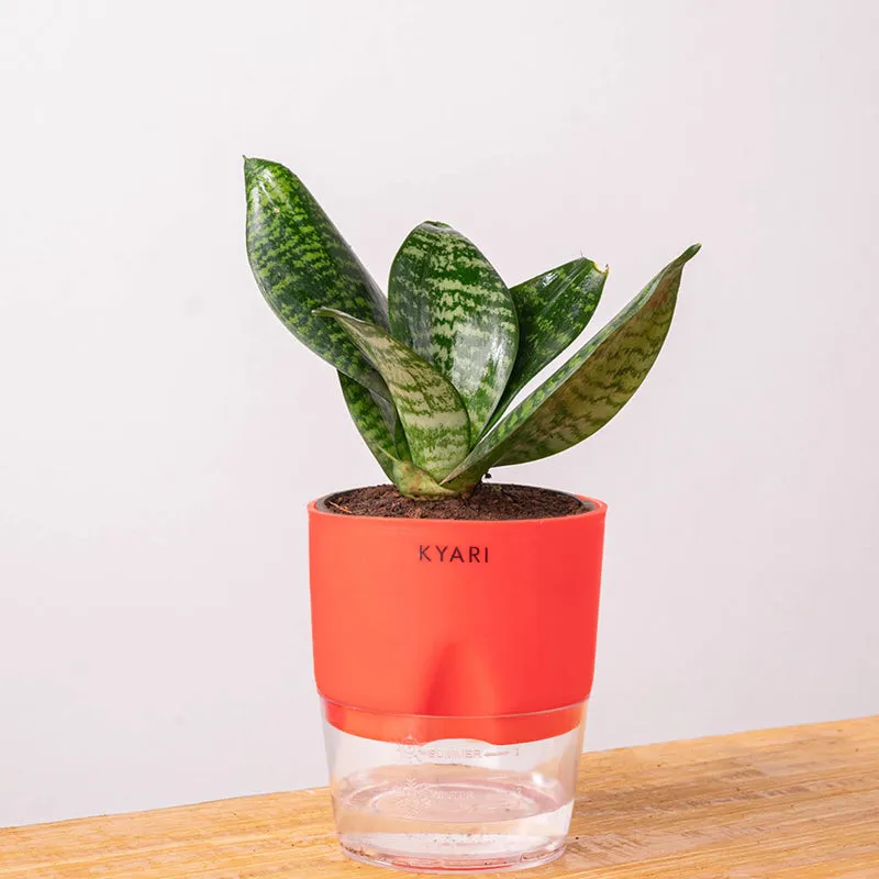 Kyari Sansevieria Snake Plant With Self Watering Pot (Red) - 18 cm media 6