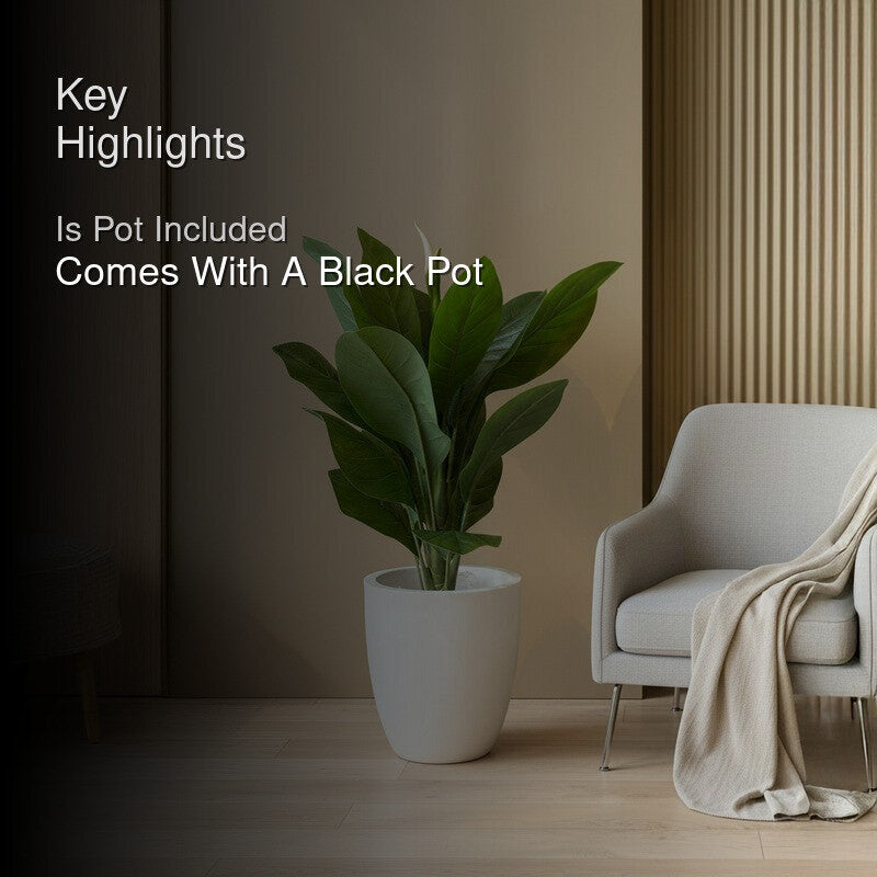 Tourist Banana Plant With Black Plastic Pot - 102 cm (3.3 ft) media 2
