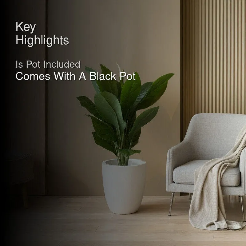 Tourist Banana Plant With Black Plastic Pot - 102 cm (3.3 ft) media 2