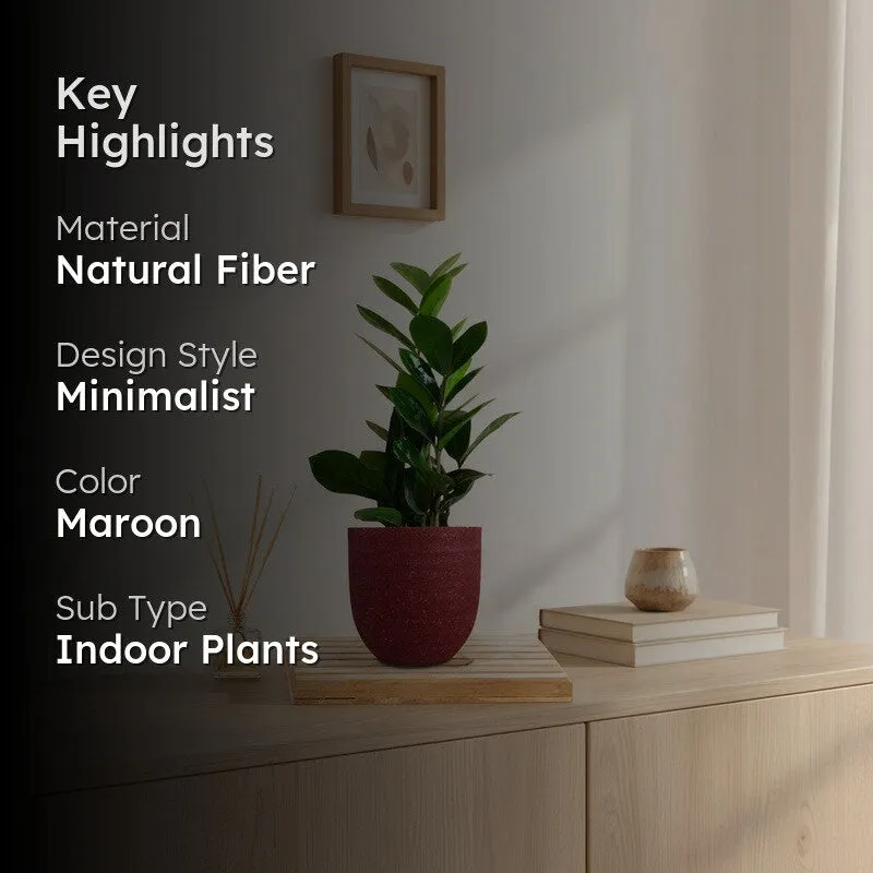 Greenkin Zamia ZZ Live Plant - Red media 2