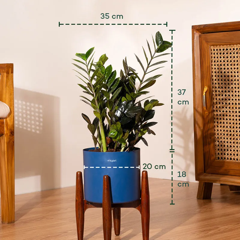 Kyari Black ZZ Plant With Metal Self Watering Pot (Blue) - 2 Feet media 5