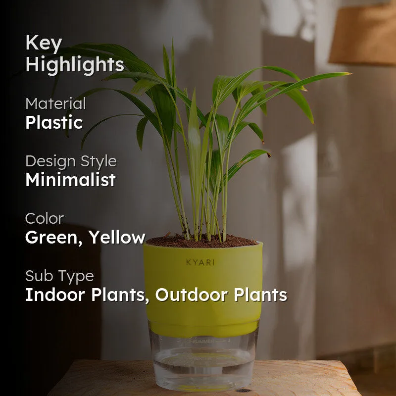 Kyari Areca Palm With Self Watering Pot - Yellow media 2