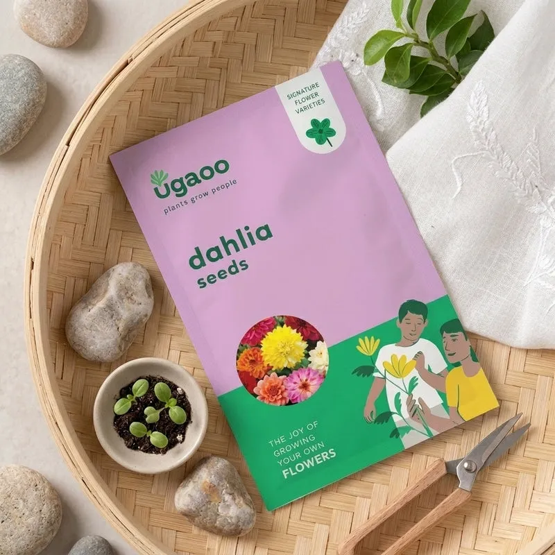 Ugaoo Dahlia Seeds media 1