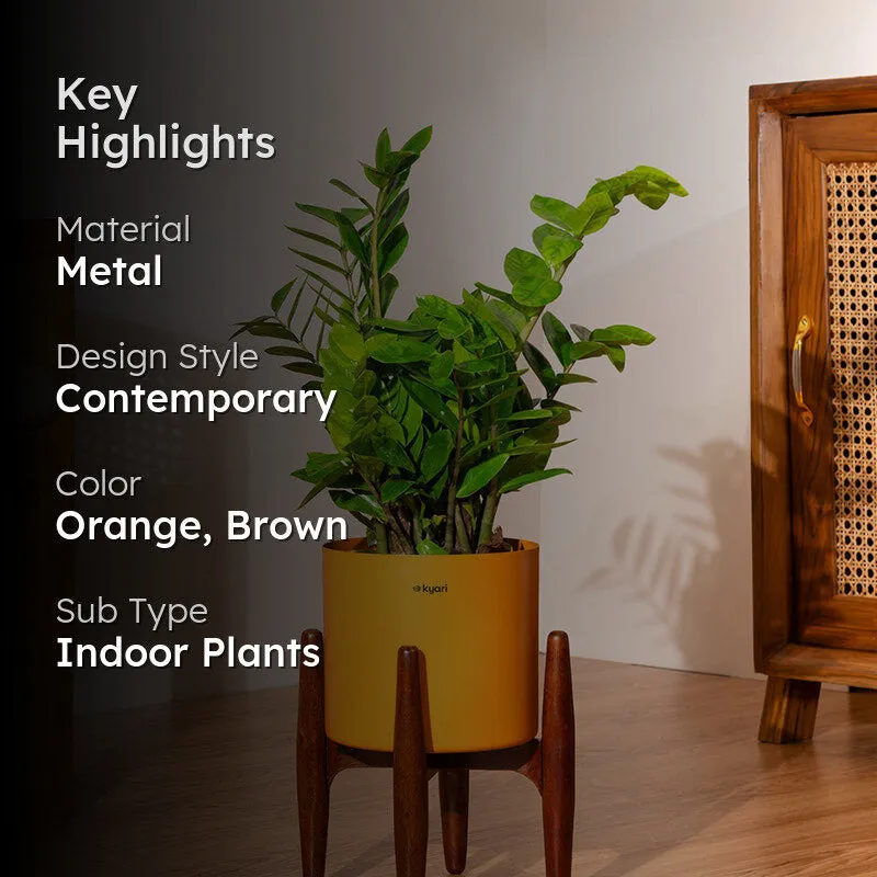 Kyari Green ZZ Plant With Metal Self Watering Pot (Orange) - 2 Feet media 2