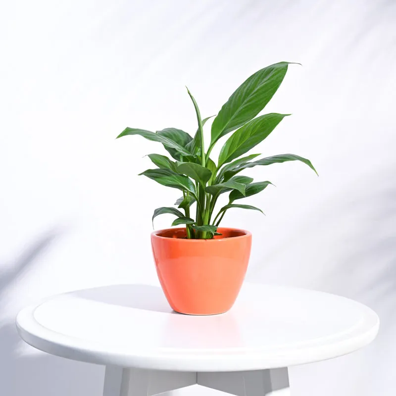 Ugaoo Apple Orange Ceramic Pot media 3