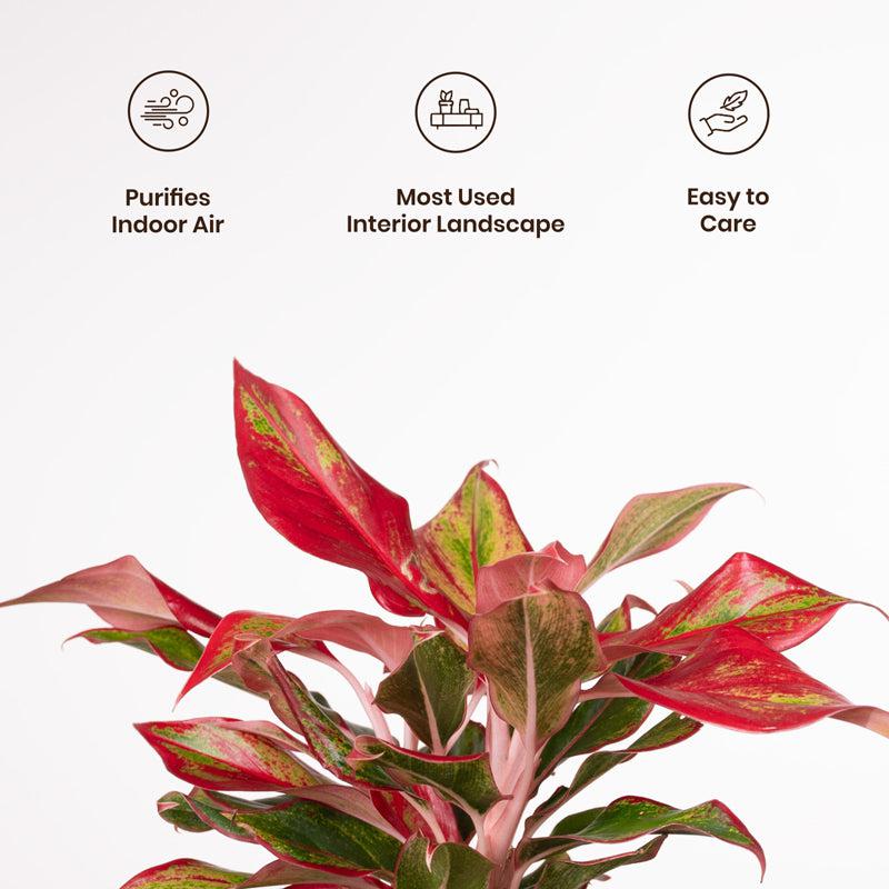 Kyari Aglaonema Lipstick Plant With Metal Self Watering Pot - Beige media 3