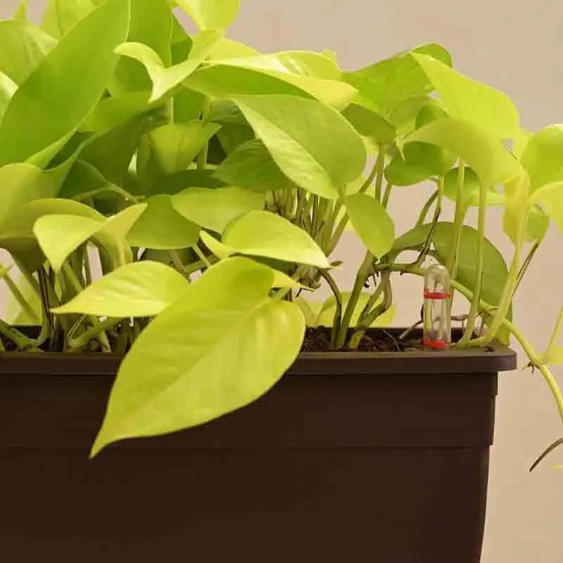 Ugaoo Money Plant Golden Plant - Set of 2 media 4