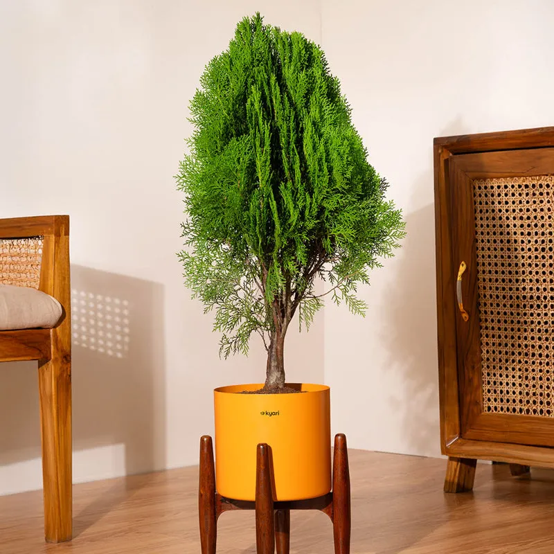 Kyari Thuja Plant With Metal Self Watering Pot (Orange) - 2.5 Feet media 1