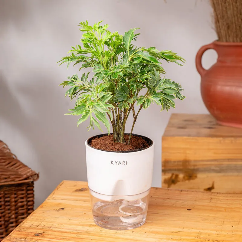 Kyari Aralia Plant With Self Watering Pot (White) - 18 cm media 3