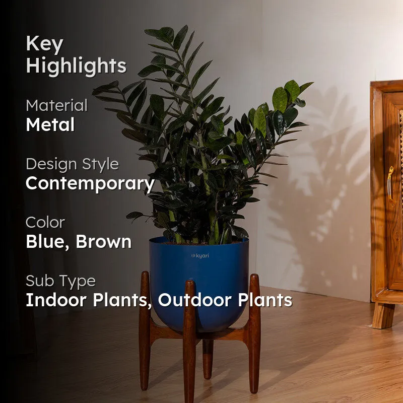 Kyari ZZ Plant With Metal Self Watering Pot (Blue) - 2.4 Feet media 2