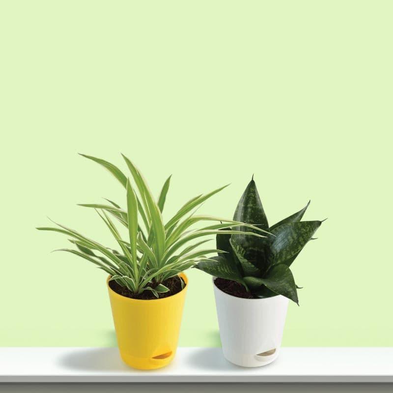 Live Plants