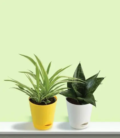 Live Plants