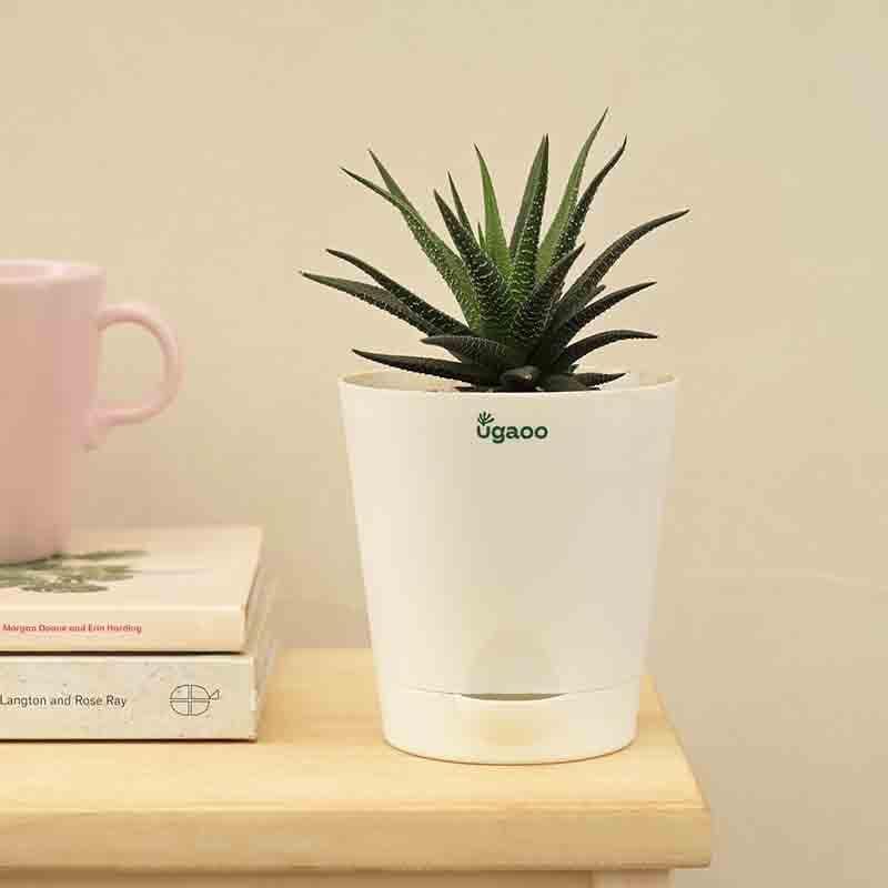 Live Plants