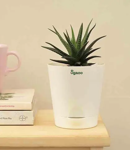 Live Plants