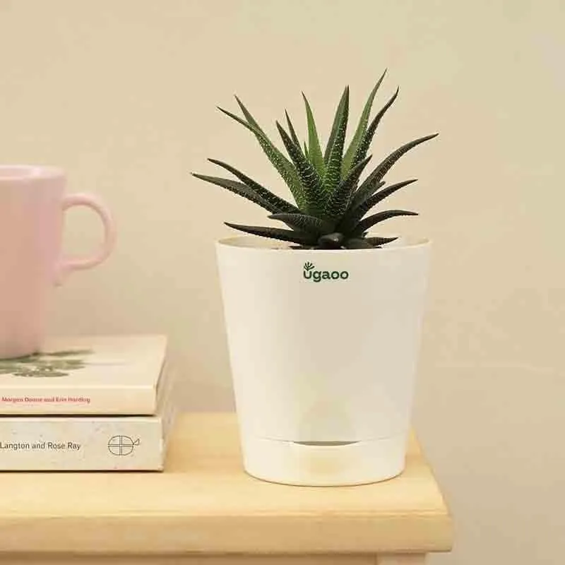 Ugaoo Zebra Haworthia Plant media 1