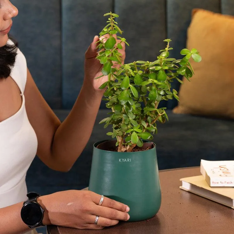 Kyari Lucky Jade Plant With Metal Self Watering Pot - Green media 4