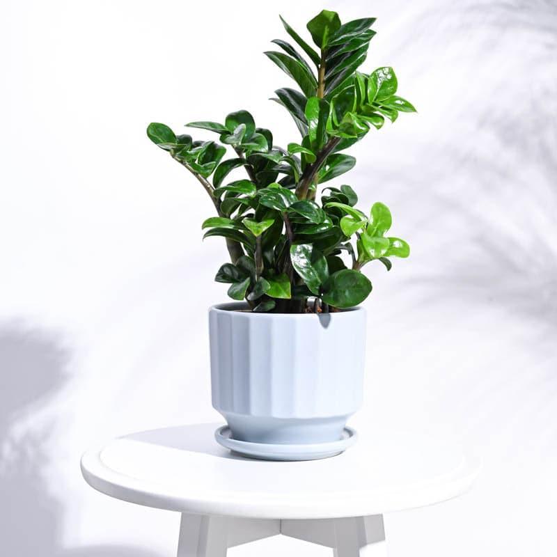 Lexie Ceramic Planter - Blue media 3