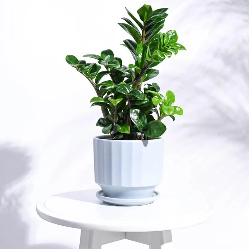 Lexie Ceramic Planter - Blue media 3