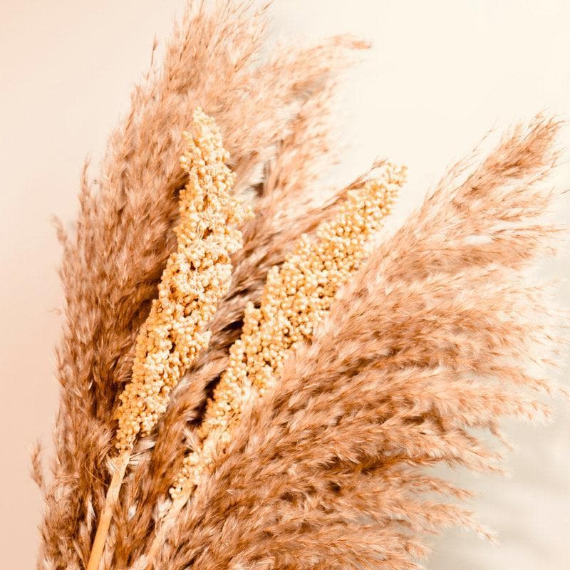 Dried Pampas And Corn Bunch - Set Of Ten media 4