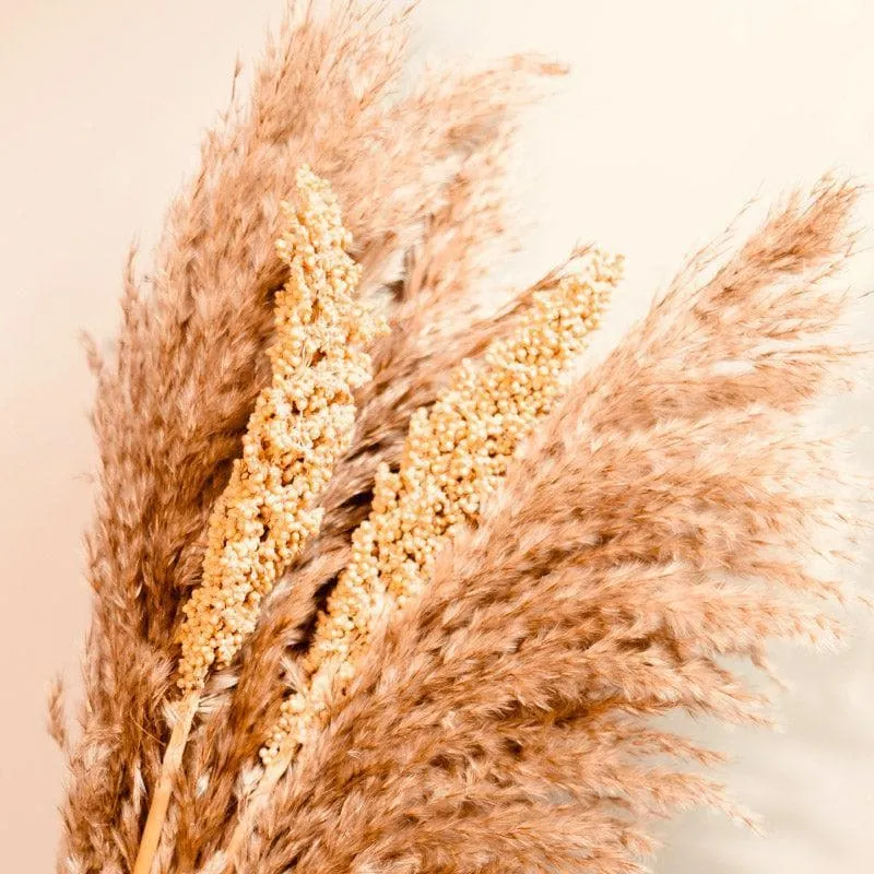 Dried Pampas And Corn Bunch - Set Of Ten media 4