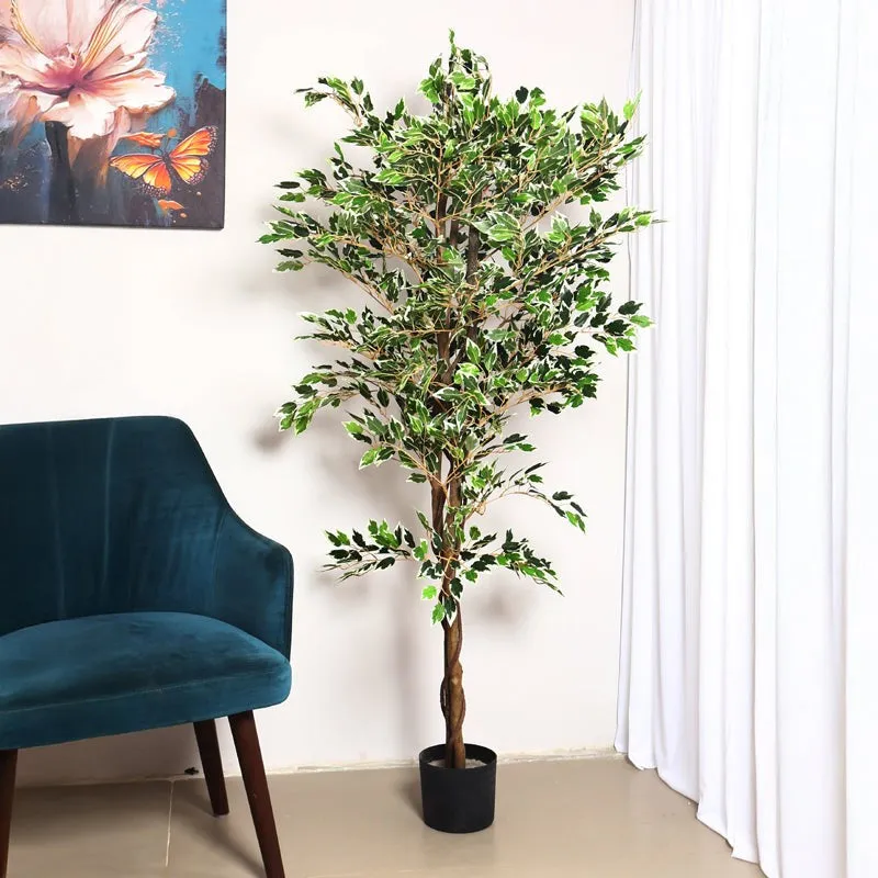 Verdiq Artificial Ficus With Black Plastic Pot - 5.5 Feet media 3