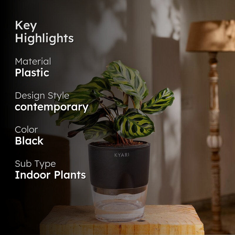Kyari Peacock Plant With Self Watering Pot - Black media 2