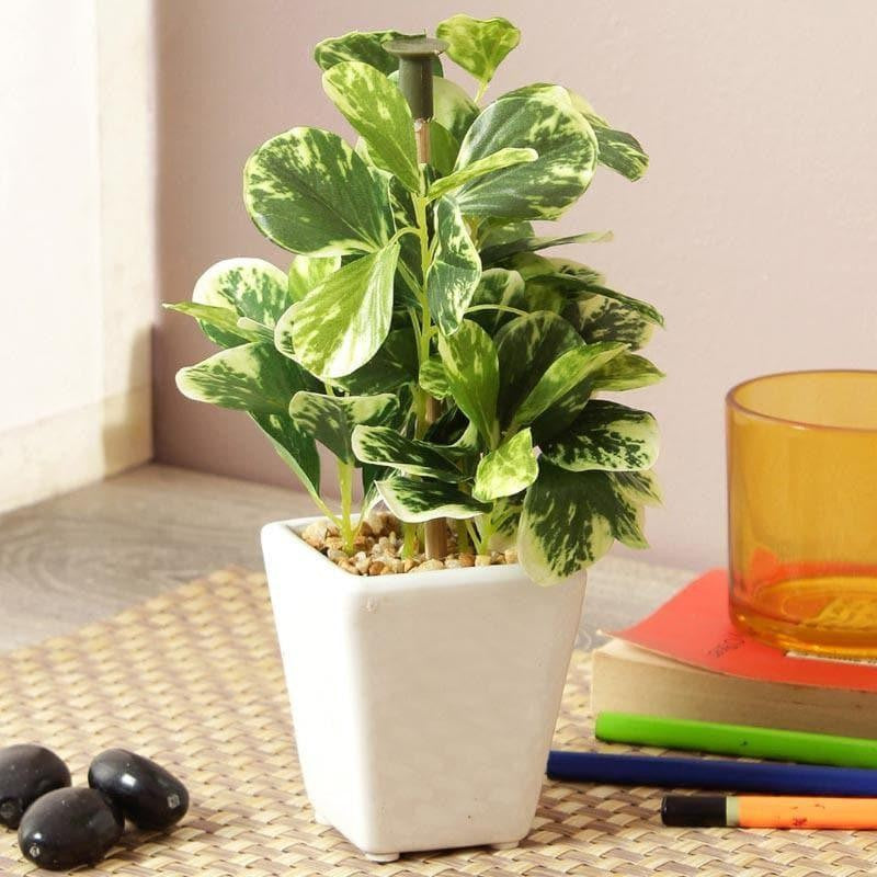 Wandering Jew Faux Bonsai (20 cms) - Dark Green media 2