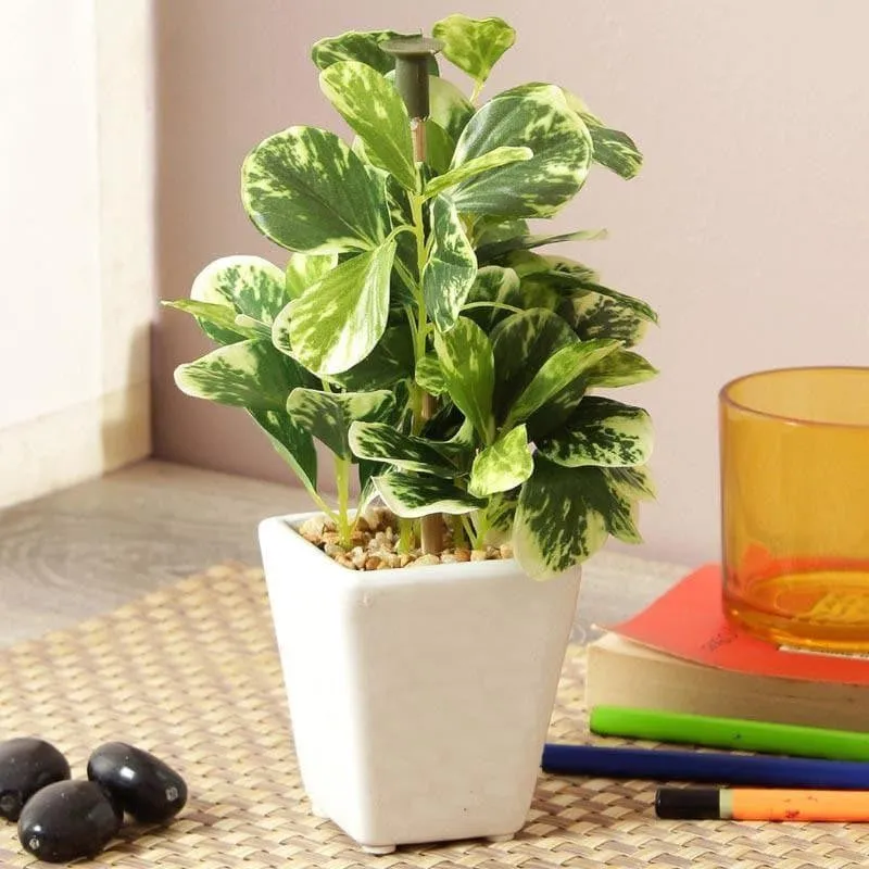 Wandering Jew Faux Bonsai (20 cms) - Dark Green media 2