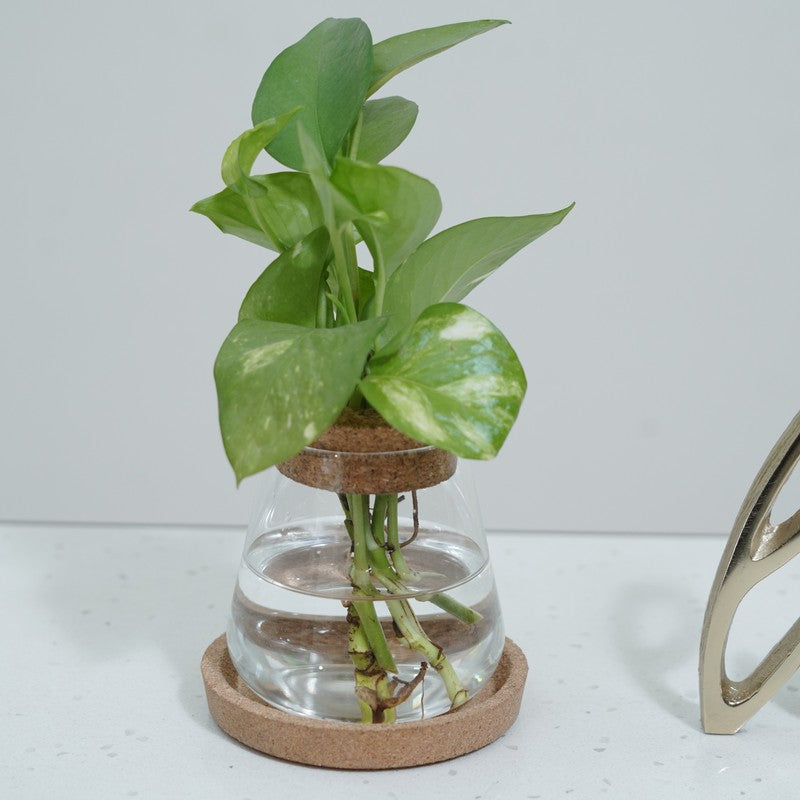 DewNest Home Planter - Two Piece Set media 5