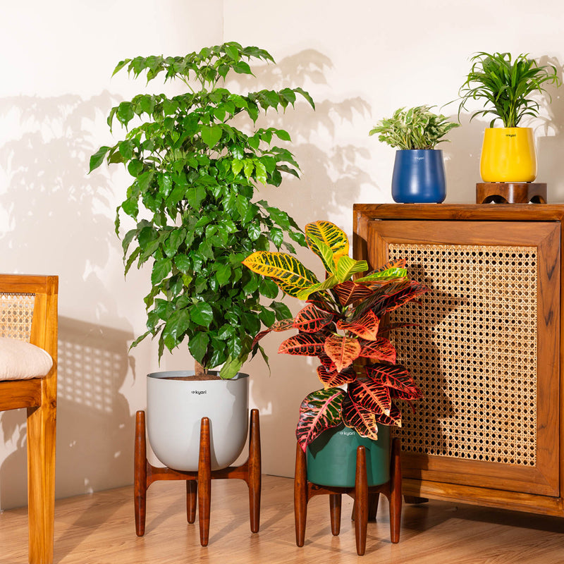 Kyari China Doll Plant With Metal Self Watering Pot (Yellow) - 3 ft media 4