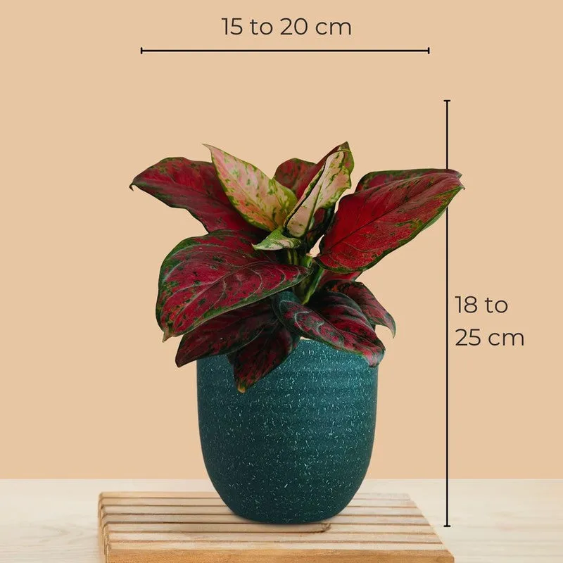 Greenkin Aglaonema Red Beauty Live Plant - Green media 8