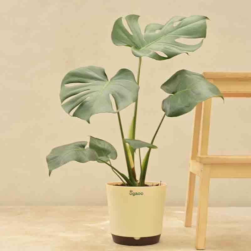 Ugaoo Monstera Deliciosa Plant media 6
