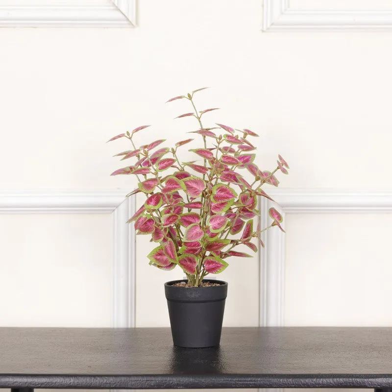 Artificial Natural Looking Coleous Big Plant With Black Fiber Pot (Pink) - 1.4 Feet media 3