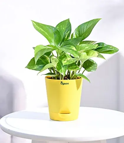 Live Plants