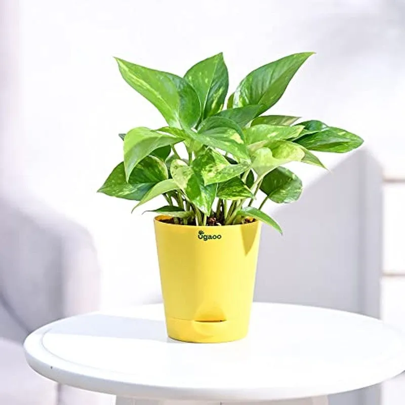 Ugaoo Money Plant Variegated | Vaaree