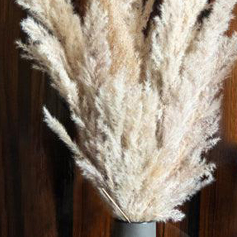 Sittora Glow Pampas Stick - Set Of Ten media 5
