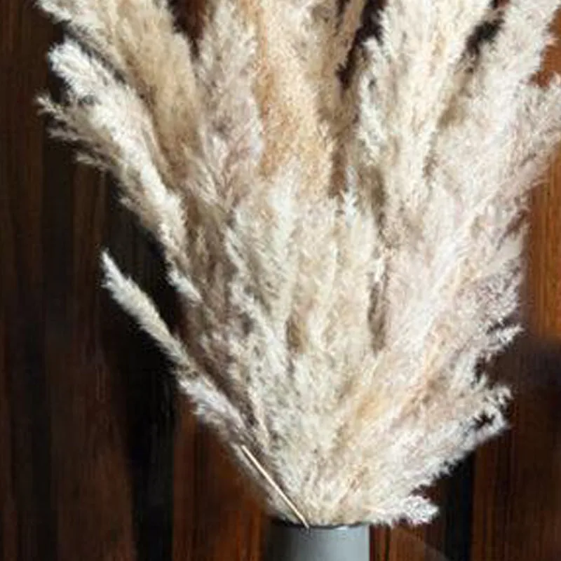 Sittora Glow Pampas Stick - Set Of Ten media 5