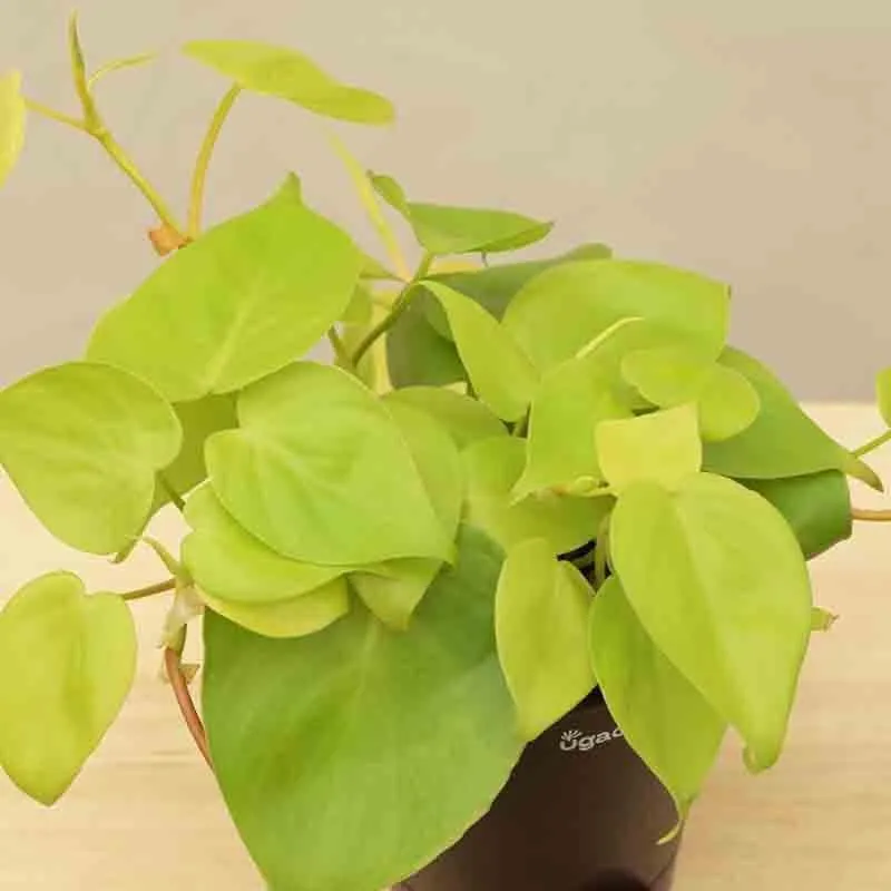 Ugaoo Philodendron Oxycardium Golden Plant media 5