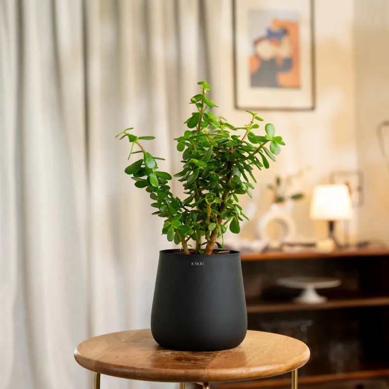 Kyari Lucky Jade Plant With Metal Self Watering Pot - Black media 1
