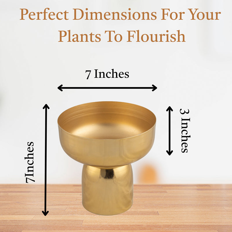 Auric Roots Planter media 6