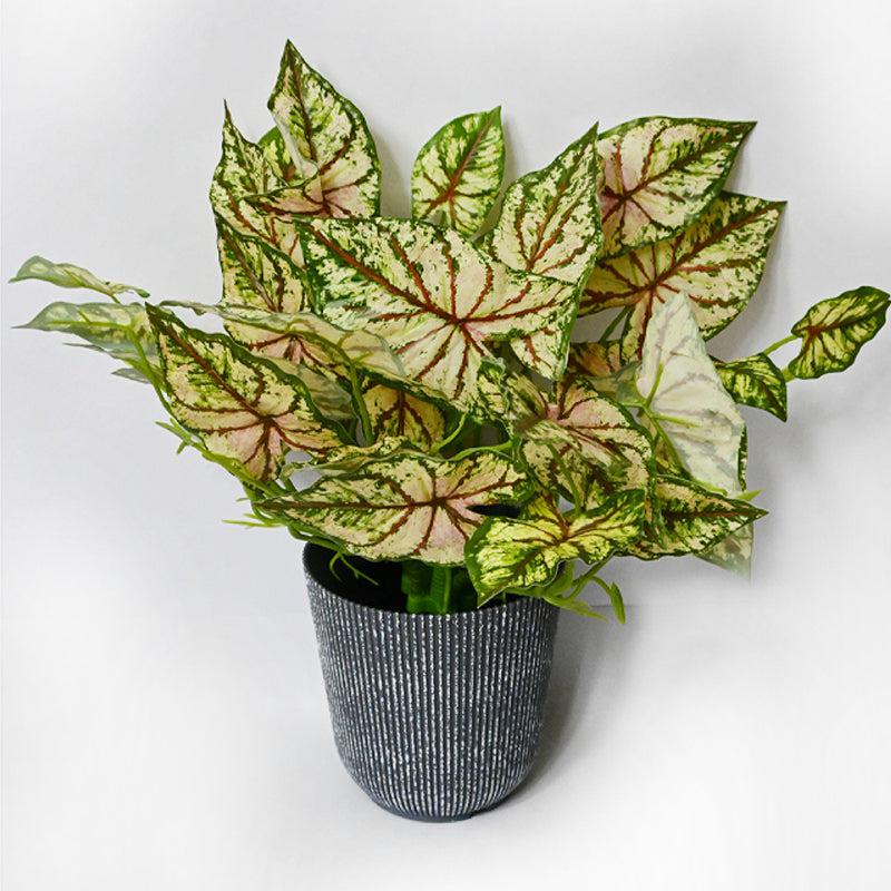 Caladelle Artificial Caladium Plant With Black Plastic Pot - 40 cm media 5