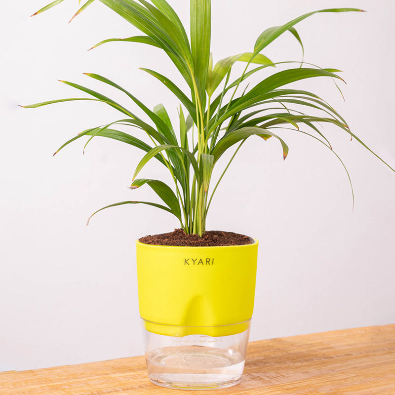 Kyari Areca Palm With Self Watering Pot - Yellow media 6