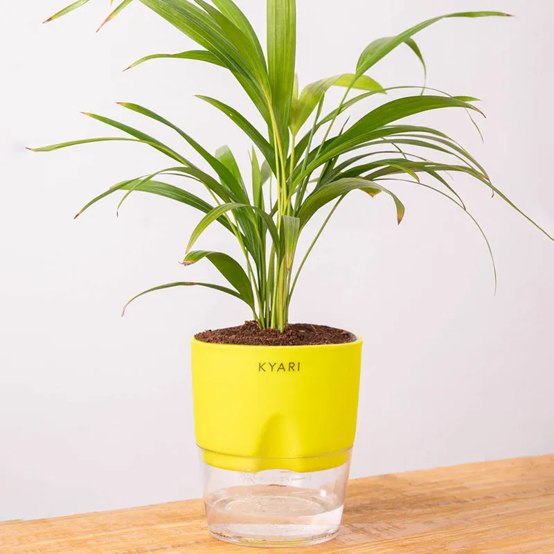 Kyari Areca Palm With Self Watering Pot - Yellow media 6