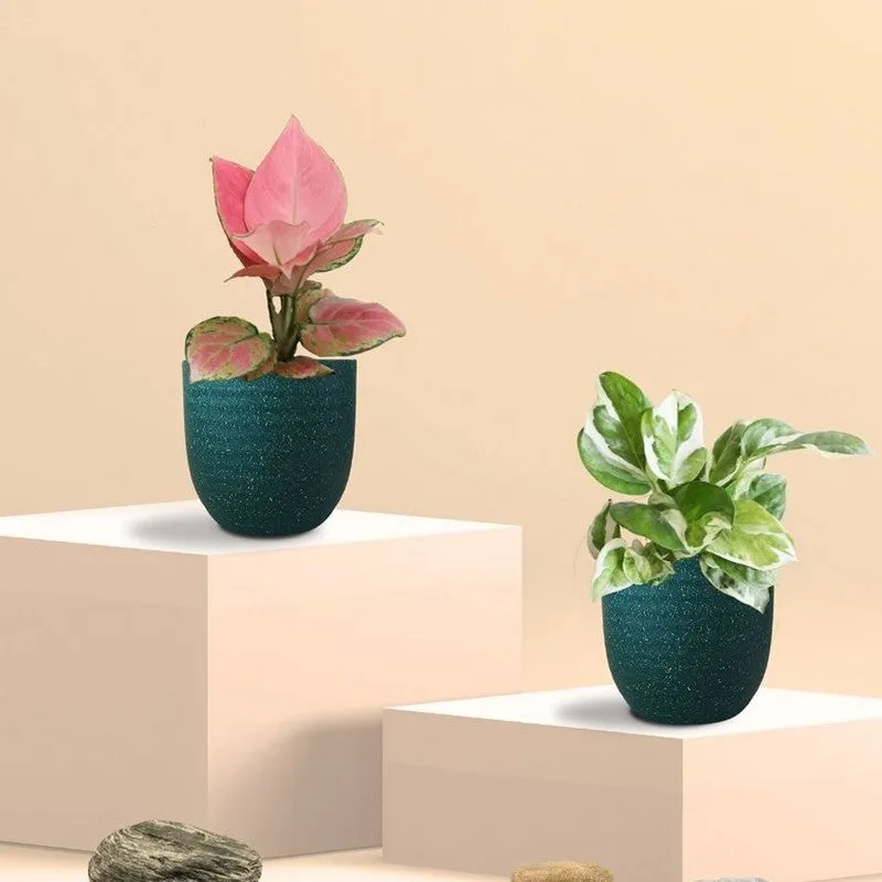 Greenkin Aglaonema Pink & Njoy Live Plants (Green) - Set Of Two media 3