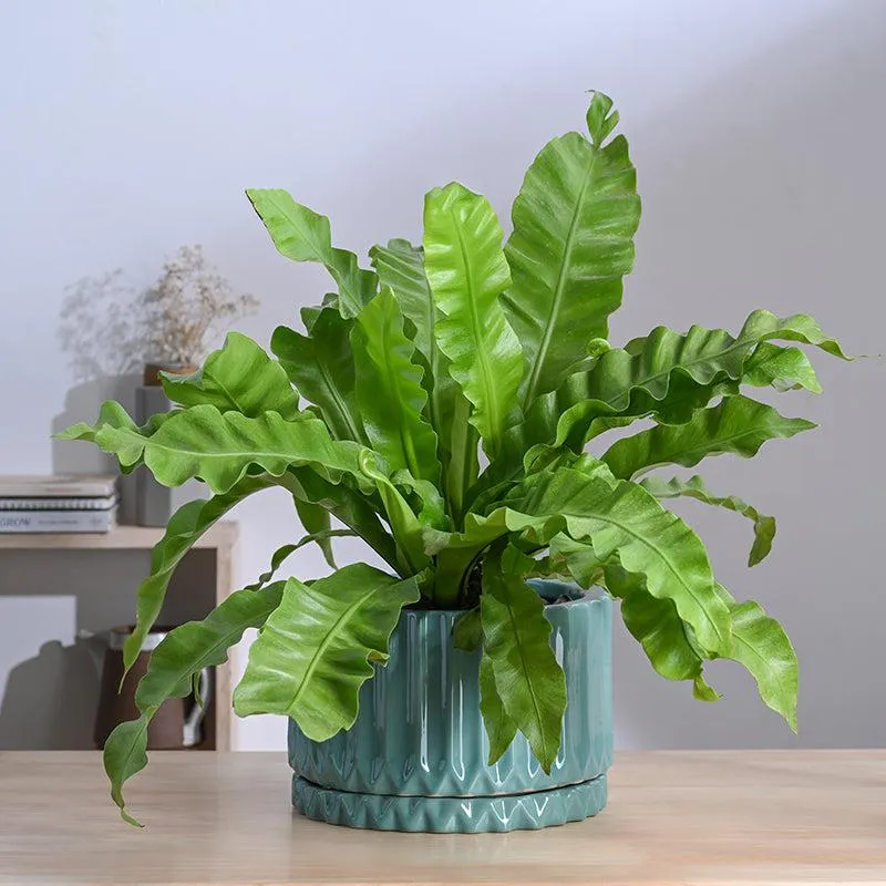 Ugaoo Stria Ceramic Planter - Blue media 3