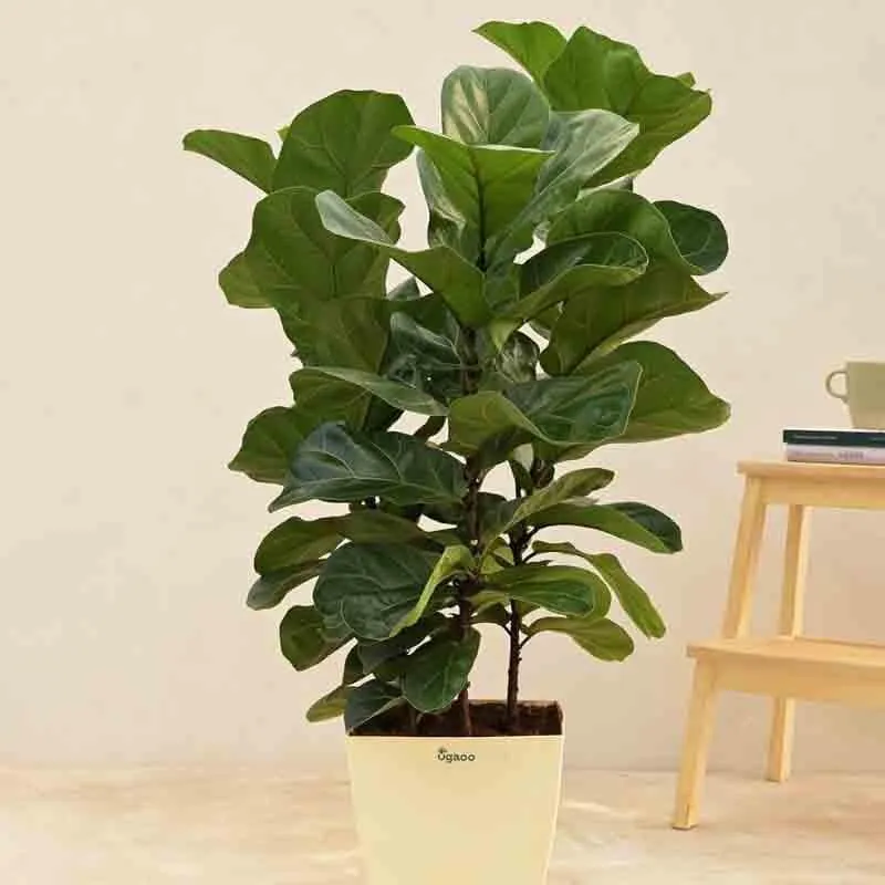 Ugaoo Ficus Lyrata Bambino Plant - 3.2 ft media 4