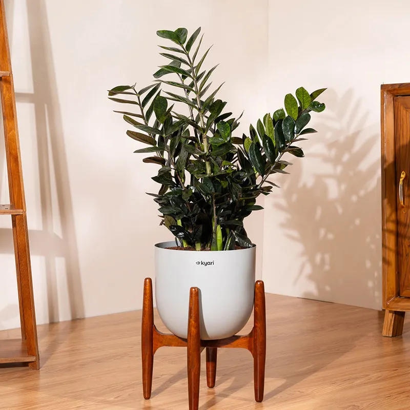 Kyari ZZ Plant With Metal Self Watering Pot (Grey) - 2.4 Feet media 1