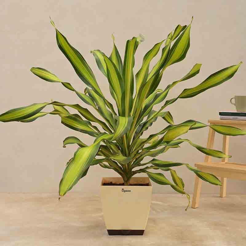 Live Plants