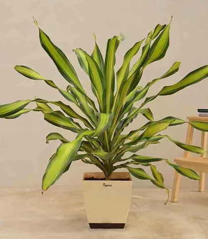 Live Plants