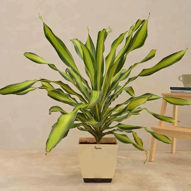 Ugaoo Draceana Dara Singh Plant - 3.9ft media 1